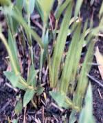 Curculigo orchioides Gaertn